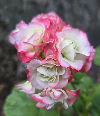 Apple Blossom Geranium